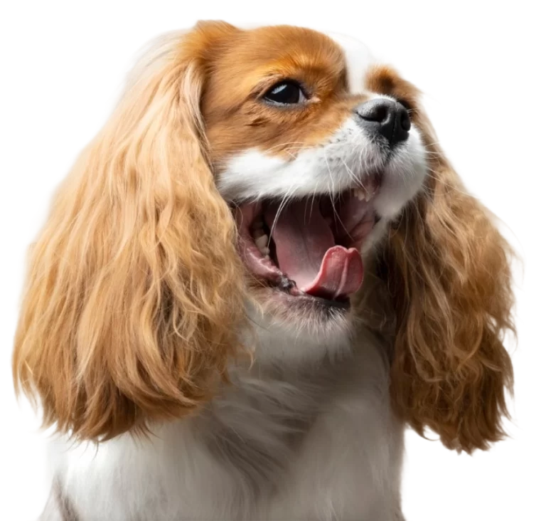 contact-dog-png