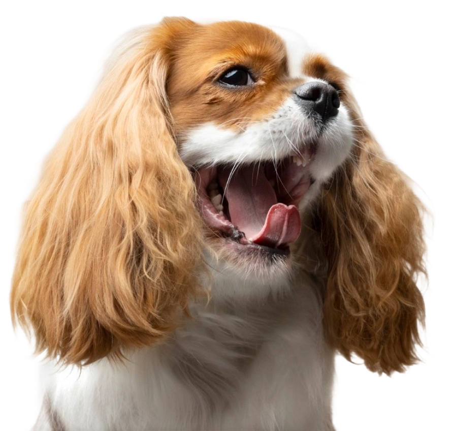 contact-dog-png