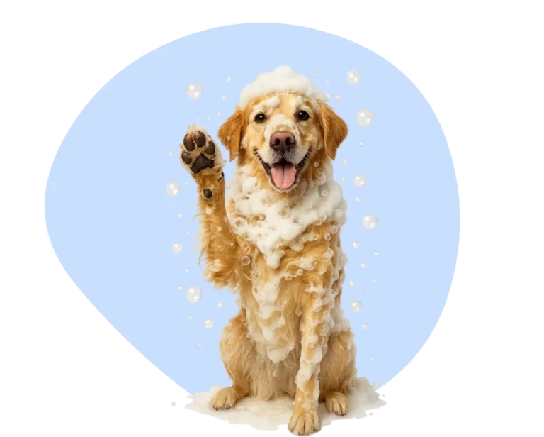 cute-dogs-3