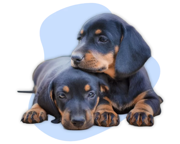 cute-dogs-lay