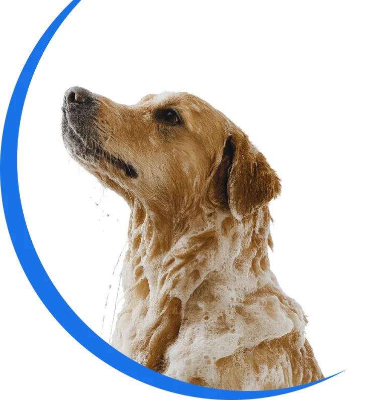 dog-with-blue-layer